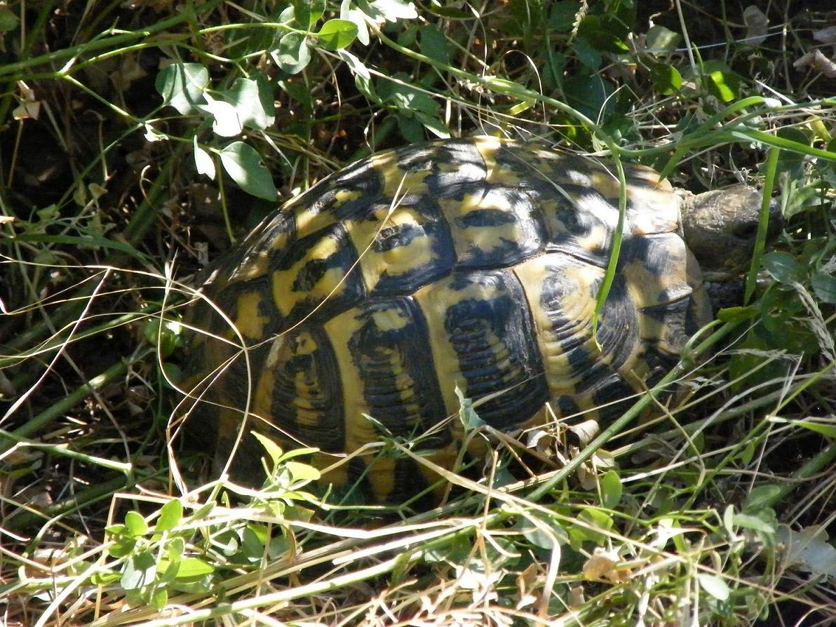 Testudo hermanni